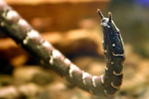 Víz tafeznaya snake - egy másik képviselője